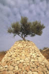 Olive Harvest Photos in Palestine
